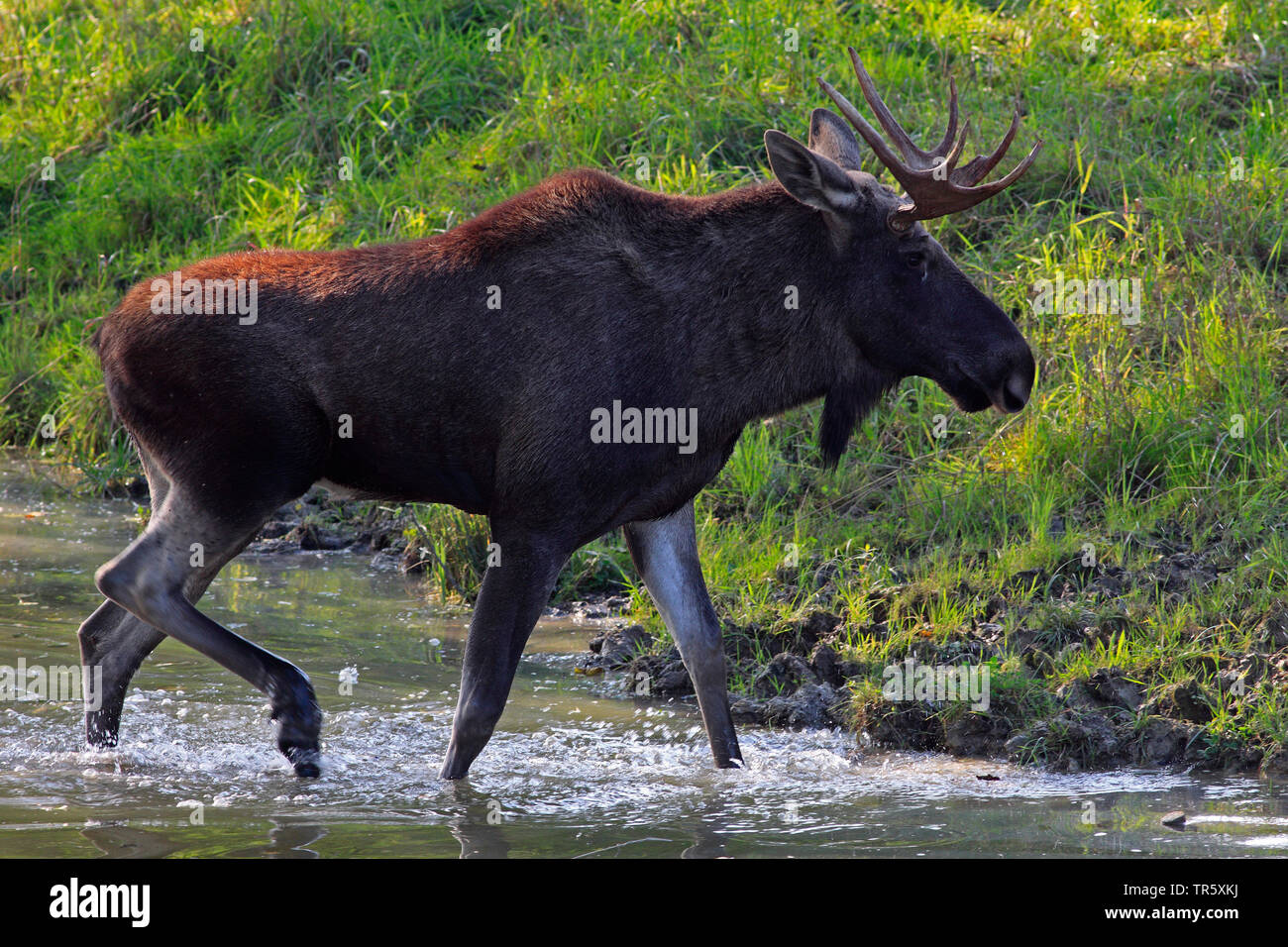 Elche, Europäischen Elch (Alces alces alces), Bull Moose Crossing in einem Bach, Seitenansicht, Schweden Stockfoto