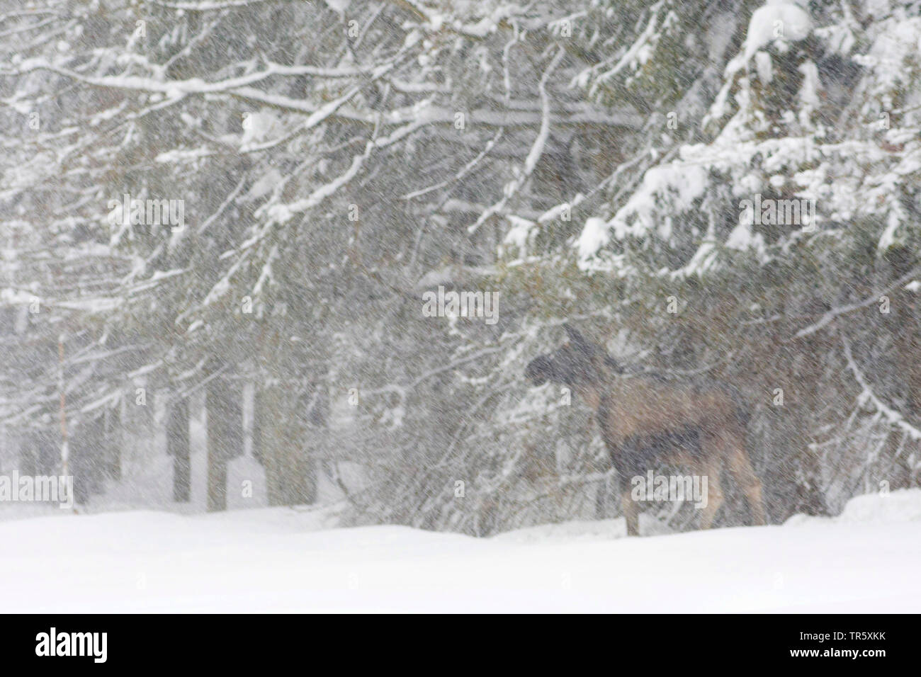 Elche, Europäischen Elch (Alces alces alces), bei Schneetreiben am Waldrand stehend, Seitenansicht, Schweden Stockfoto