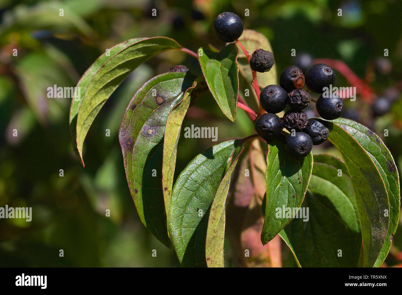 Hartriegel, Dogberry (Cornus sanguinea), Zweig mit Früchten, Deutschland Stockfoto