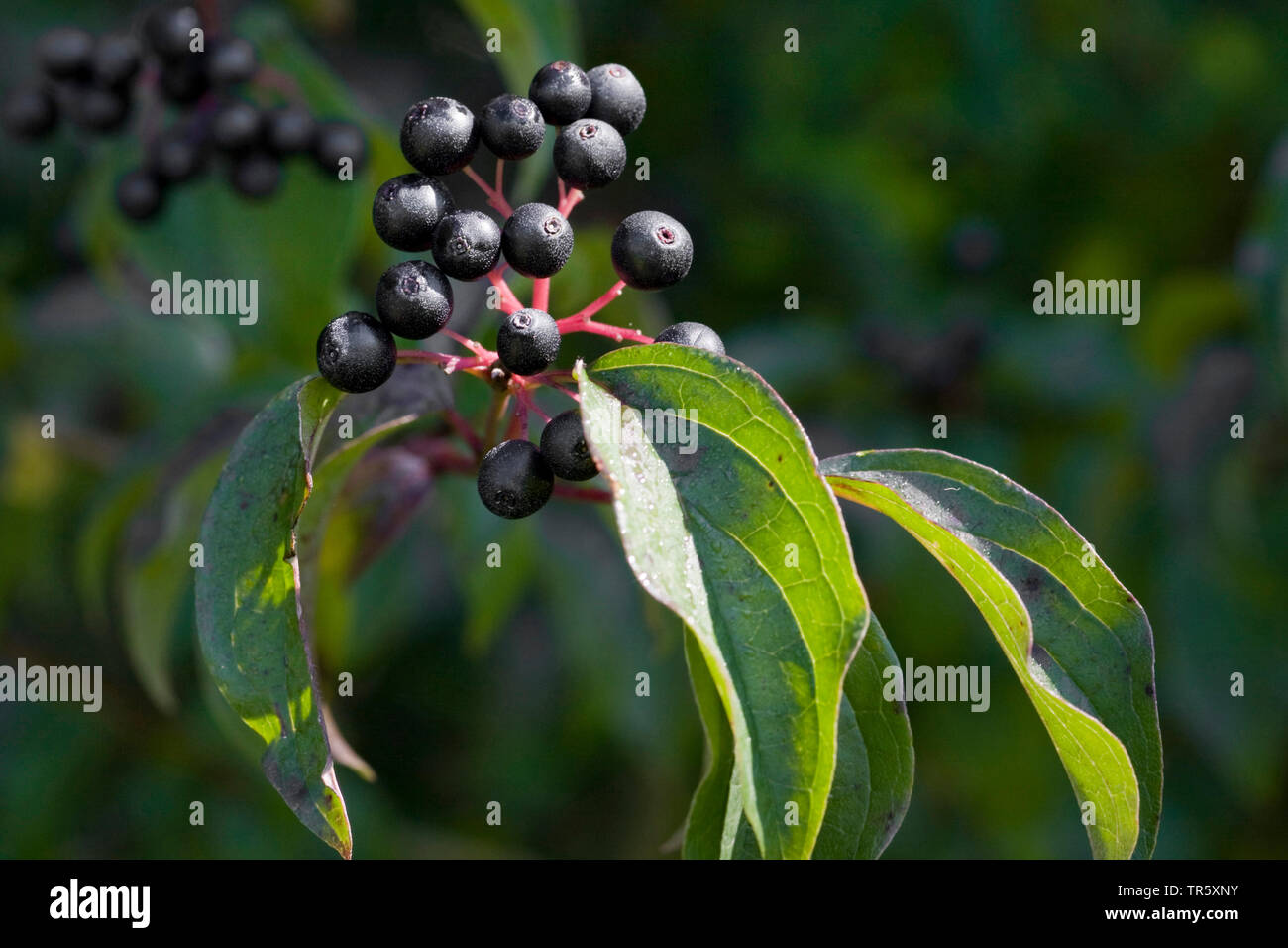 Hartriegel, Dogberry (Cornus sanguinea), Zweig mit Früchten, Deutschland Stockfoto
