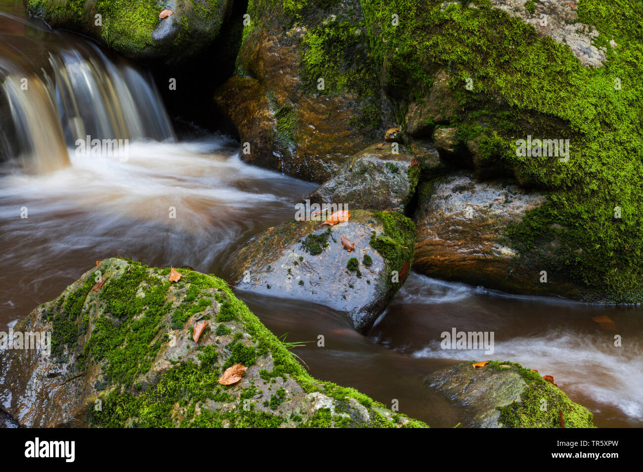 Moosige und Rocky Creek in Stein Canyon, Deutschland, Bayern, Nationalpark Bayerischer Wald Stockfoto