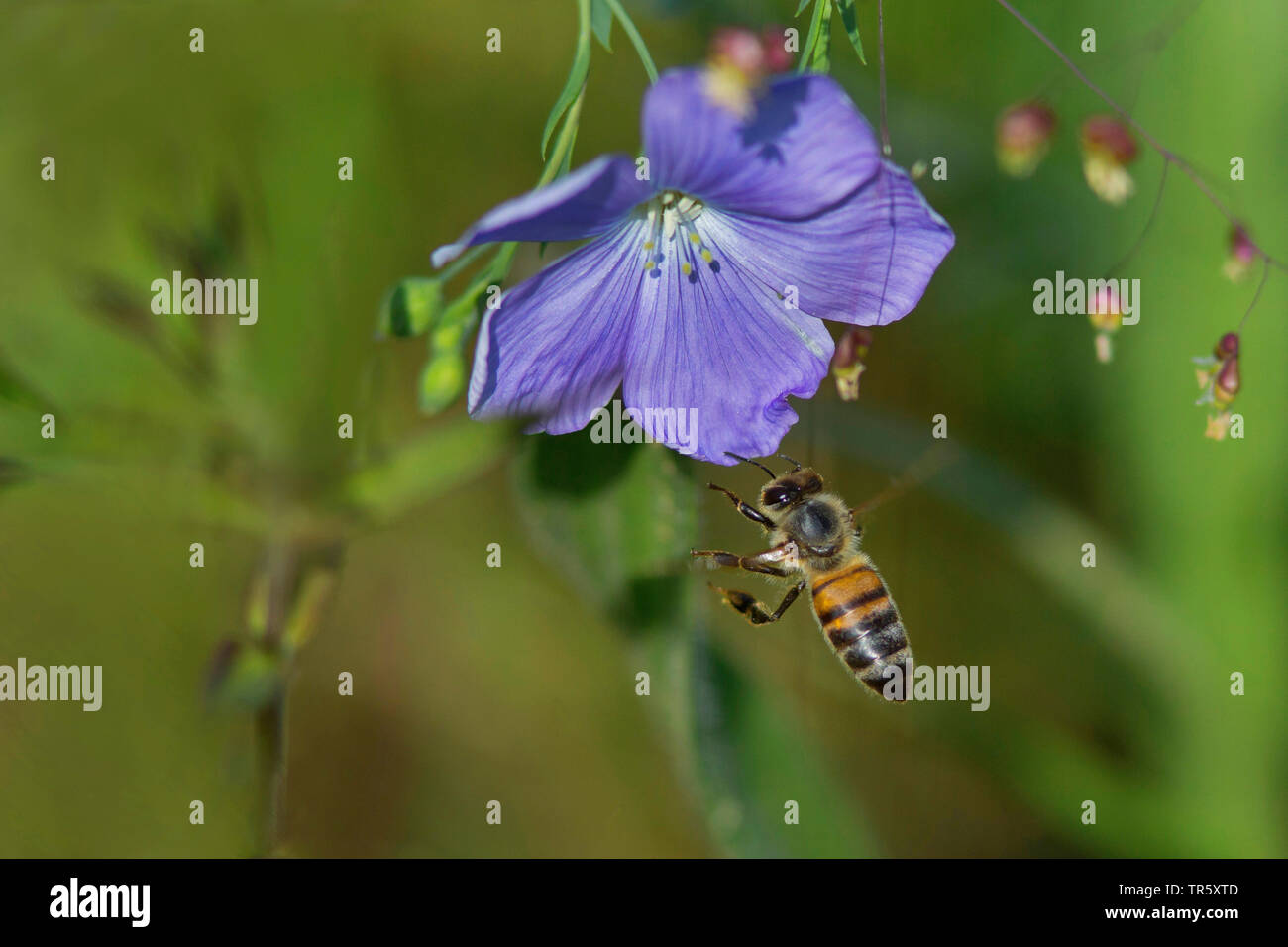 Honey Bee, hive Biene (Apis mellifera mellifera), nähert sich ein Flachs Blume, Deutschland Stockfoto