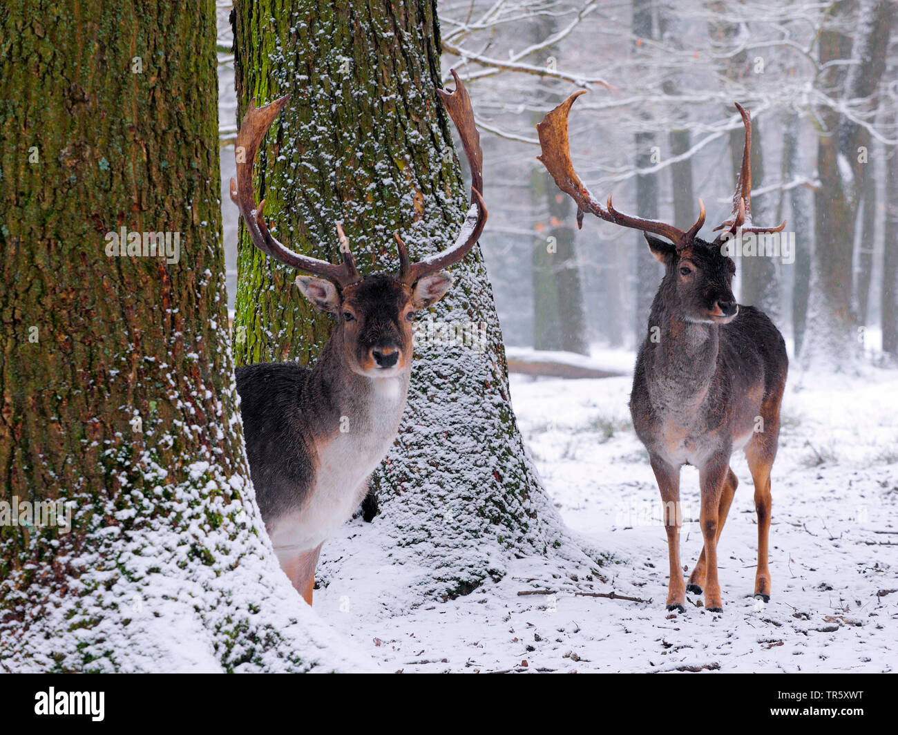 Damwild (Dama Dama, Cervus dama), Damhirsch in einem Winter Forest, Deutschland, Sachsen Stockfoto