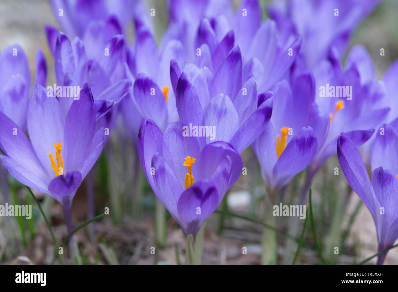 Niederländische Krokus, Frühling Krokusse (Crocus vernus, Crocus neapolitanus), blühende, Slowenien Stockfoto