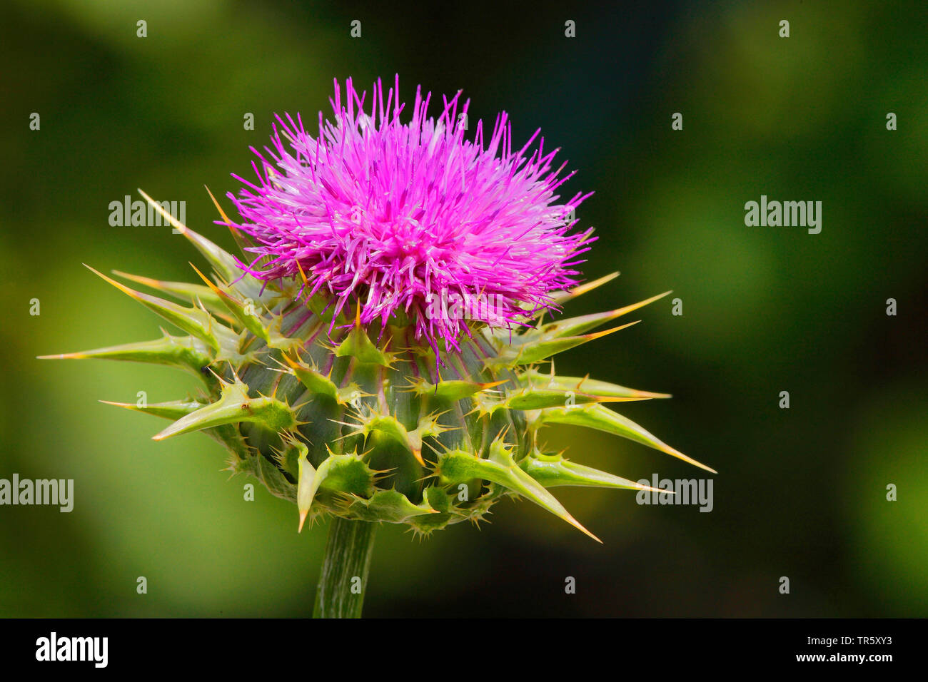 Gesegnet milkthistle, Lady's Distel, Mariendistel (Silybum marianum, Carduus marianus), Blütenstand, Deutschland Stockfoto