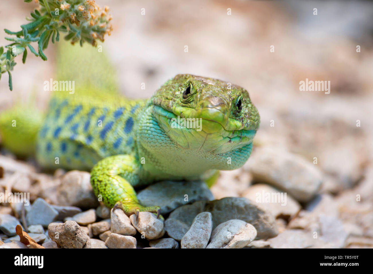 Lembeh Eidechse, Lembeh grüne Eidechse, Eyed Eidechse, jewelled Lizard (Timon Fuchsjagd, Lacerta lepida), auf dem Boden sitzend, Spanien Stockfoto