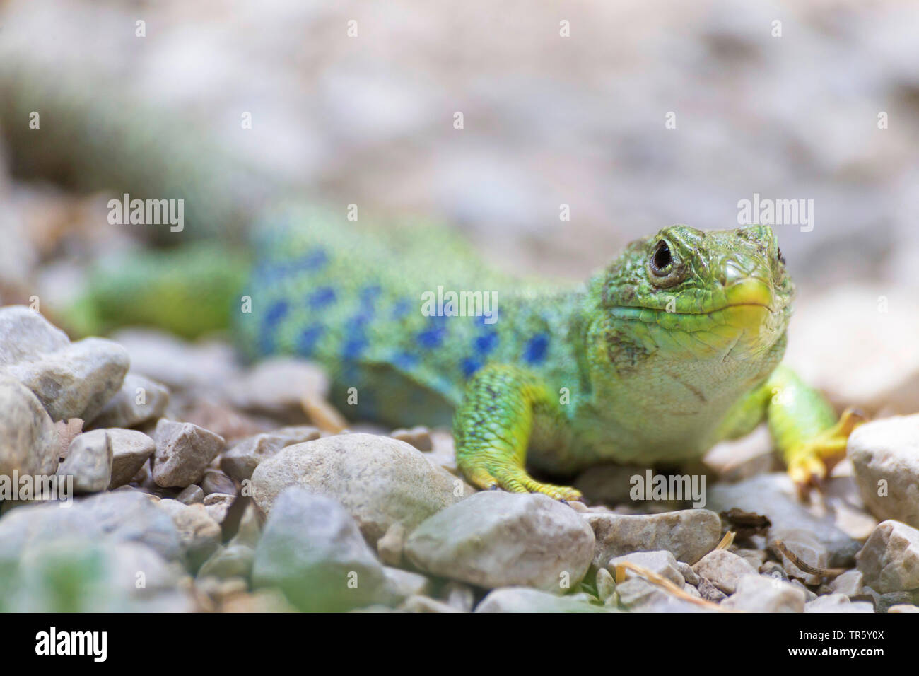 Lembeh Eidechse, Lembeh grüne Eidechse, Eyed Eidechse, jewelled Lizard (Timon Fuchsjagd, Lacerta lepida), auf dem Boden sitzend, Spanien Stockfoto
