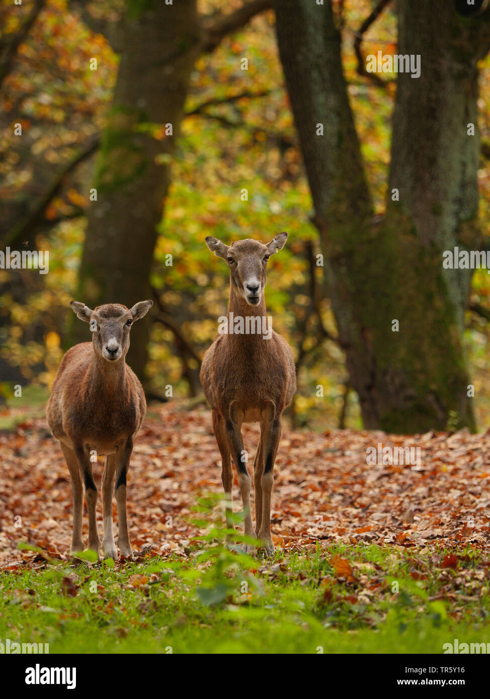 Mufflon (Ovis musimon, Ovis gmelini musimon, Ovis orientalis Musimon), zwei weibliche Mufflon Mutterschafe gemeinsam in einem Herbst Wald, Vorderansicht, Deutschland, Sachsen Stockfoto