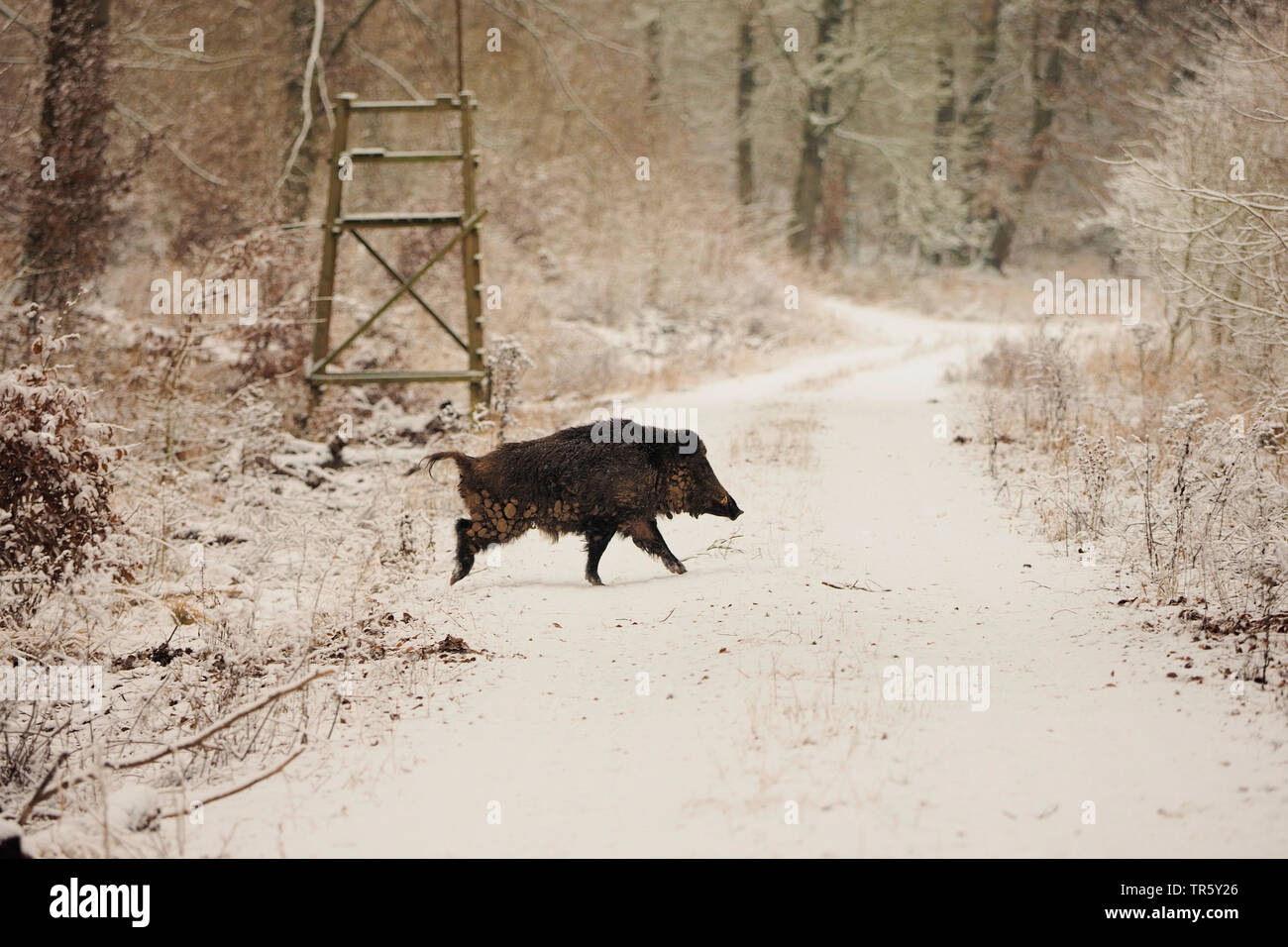 Wilde Eber, Schwein, Wildschwein (Sus scrofa), tusker Kreuzung eine verschneite Wald Weg, Seitenansicht, Deutschland, Baden-Württemberg Stockfoto