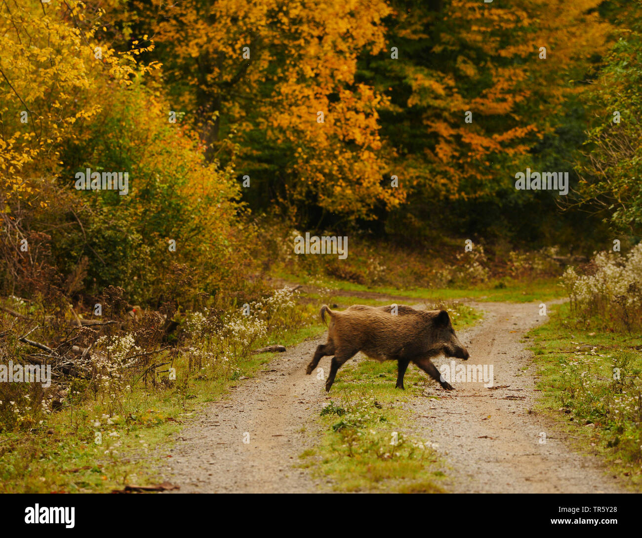 Wilde Eber, Schwein, Wildschwein (Sus scrofa), Wold sow Kreuzung ein Waldweg im Herbst Wald, Seitenansicht, Deutschland, Baden-Württemberg Stockfoto