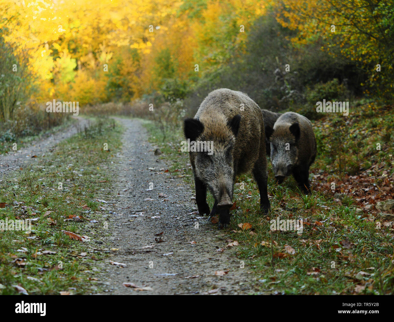 Wilde Eber, Schwein, Wildschwein (Sus scrofa), Herde von wilden Sauen auf einem Waldweg im Herbst Wald, Deutschland, Baden-Württemberg Stockfoto