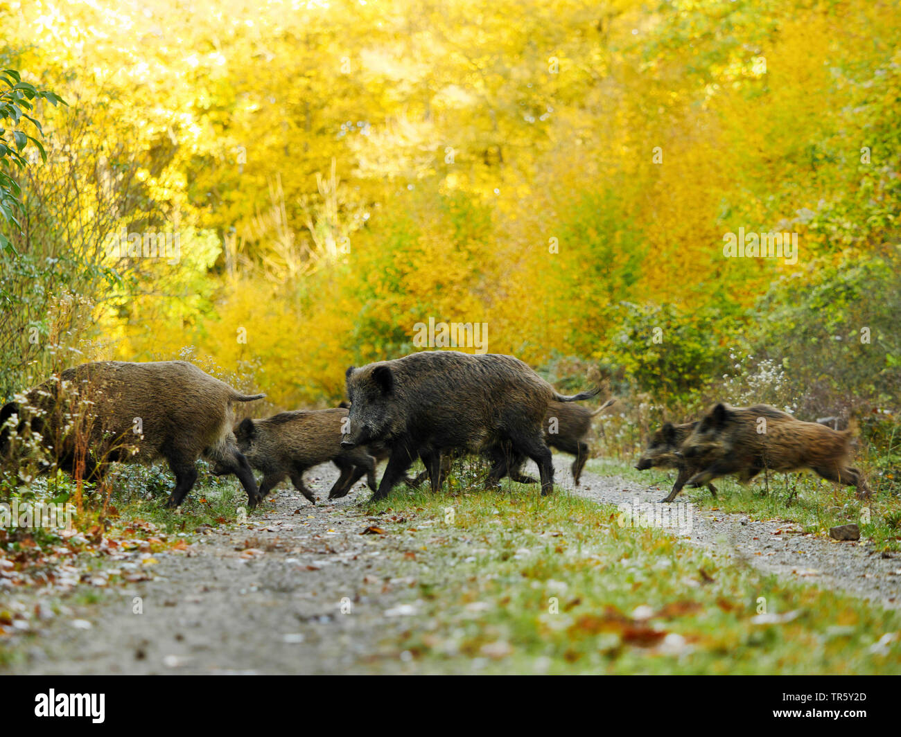 Wilde Eber, Schwein, Wildschwein (Sus scrofa), Echolot Kreuzung ein Waldweg im Herbst Wald, Seitenansicht, Deutschland, Baden-Württemberg Stockfoto