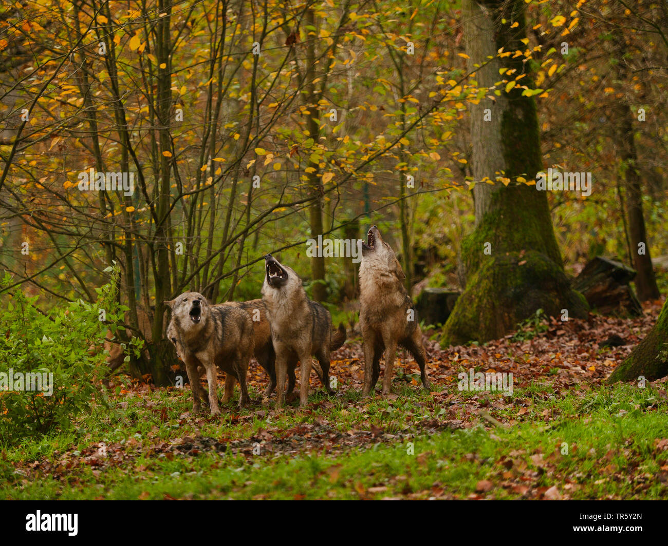 Europäische grauer Wolf (Canis lupus Lupus), Wölfe in einem Pack im Herbst, Deutschland heulenden, Bayern Stockfoto