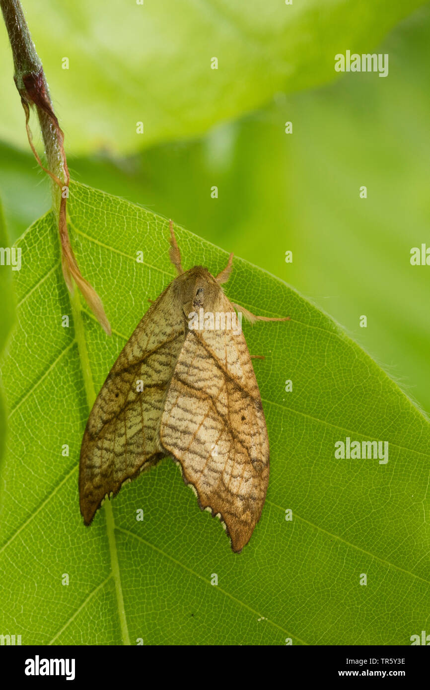 Überbackene Haken-Tip (Falcaria lacertinaria, Drepana lacertinaria, Drepana dimidiata), imago am Birke Blatt, Ansicht von oben, Deutschland Stockfoto