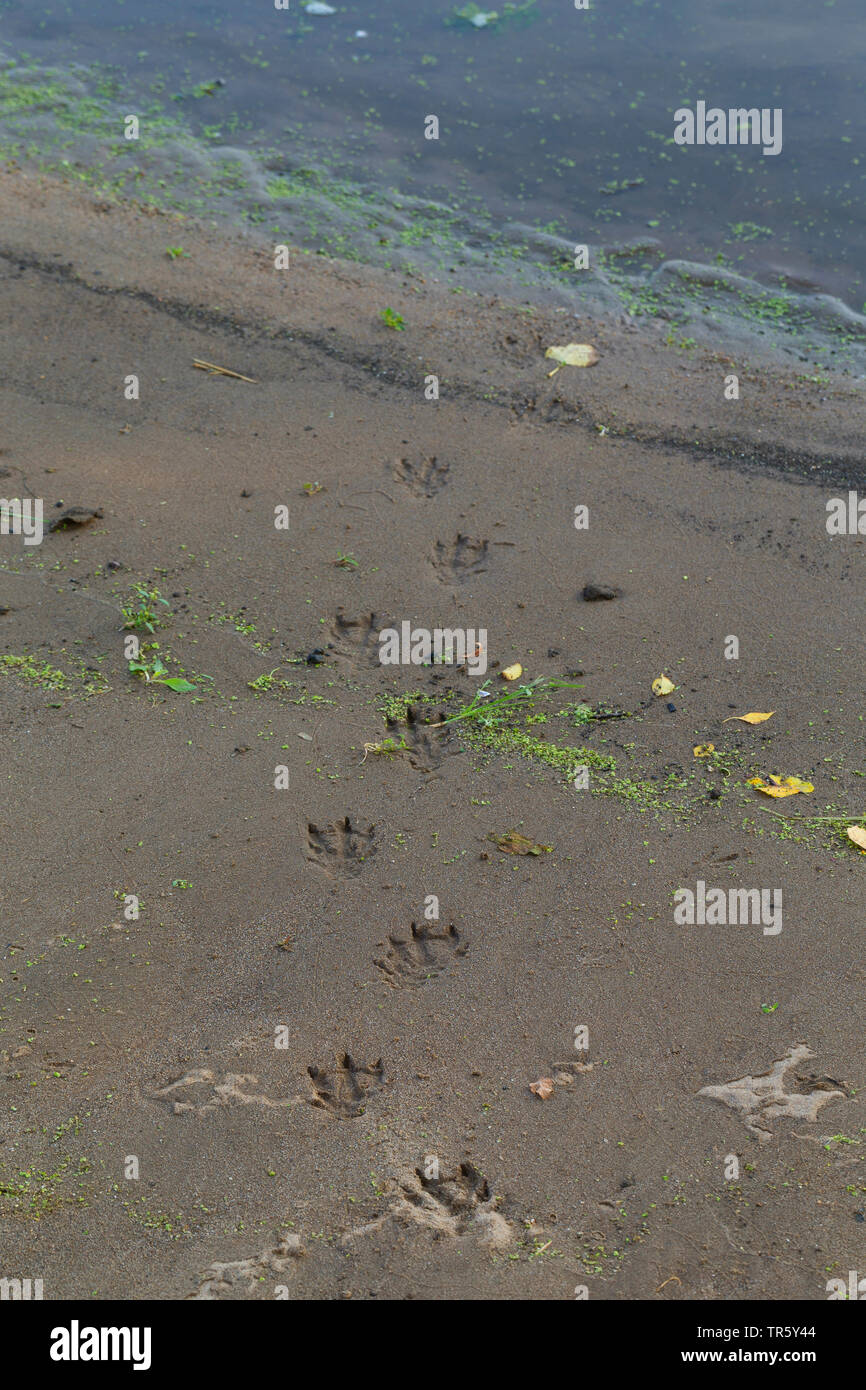 Europäische river Otter, Fischotter, Eurasische Fischotter (Lutra lutra), Spuren im Schlamm von der Wasserseite, Deutschland Stockfoto