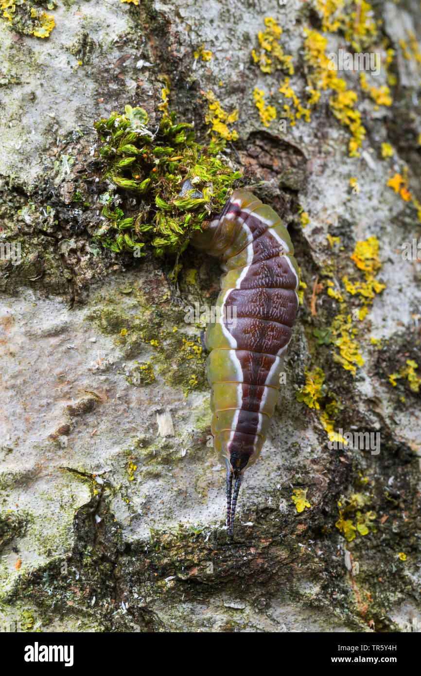 Puss Moth (Cerura vinula, Dicranura vinula), Caterpillar Gebäude einen Kokon an einem Birkenstamm, Ansicht von oben, Deutschland Stockfoto