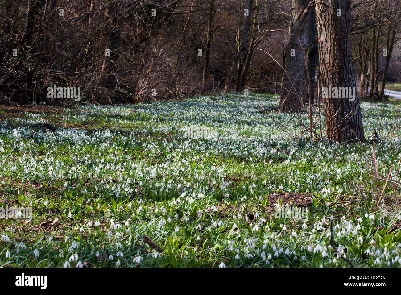 Gemeinsame Schneeglöckchen (Galanthus nivalis), blühen in einem Park Rasen, Österreich, Burgenland Stockfoto