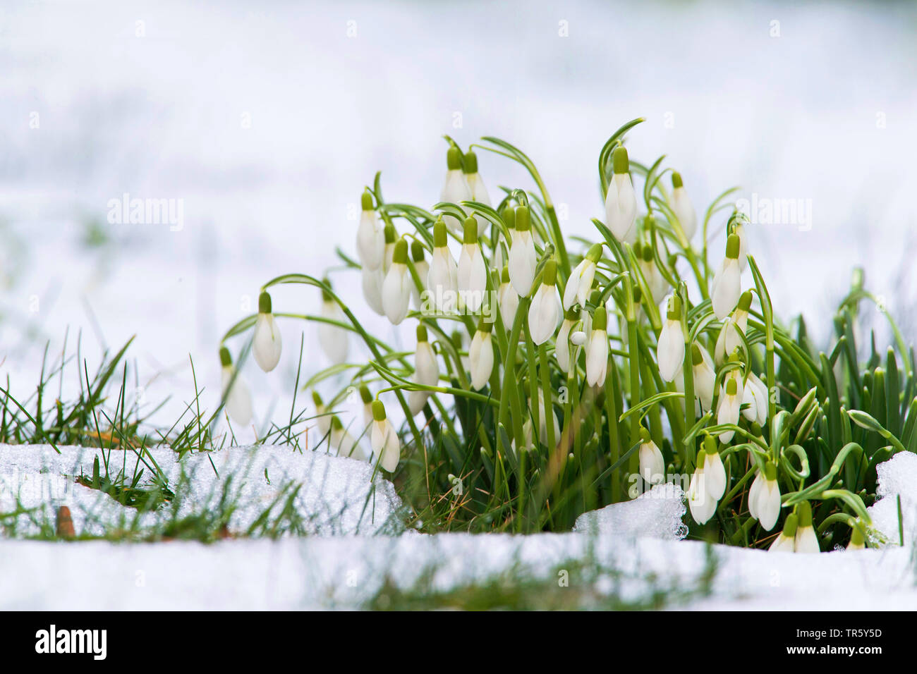 Gemeinsame Schneeglöckchen (Galanthus nivalis), blühen in den Schnee, Österreich, Burgenland Stockfoto