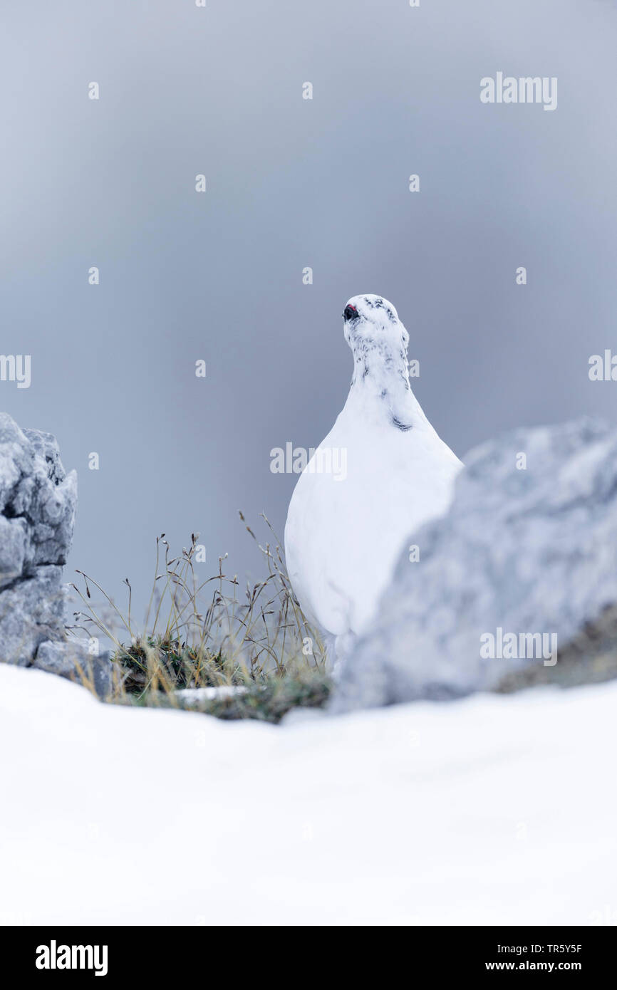 Rock Ptarmigan, Schnee Huhn (Lagopus mutus), sitzt im Schnee, Österreich Stockfoto