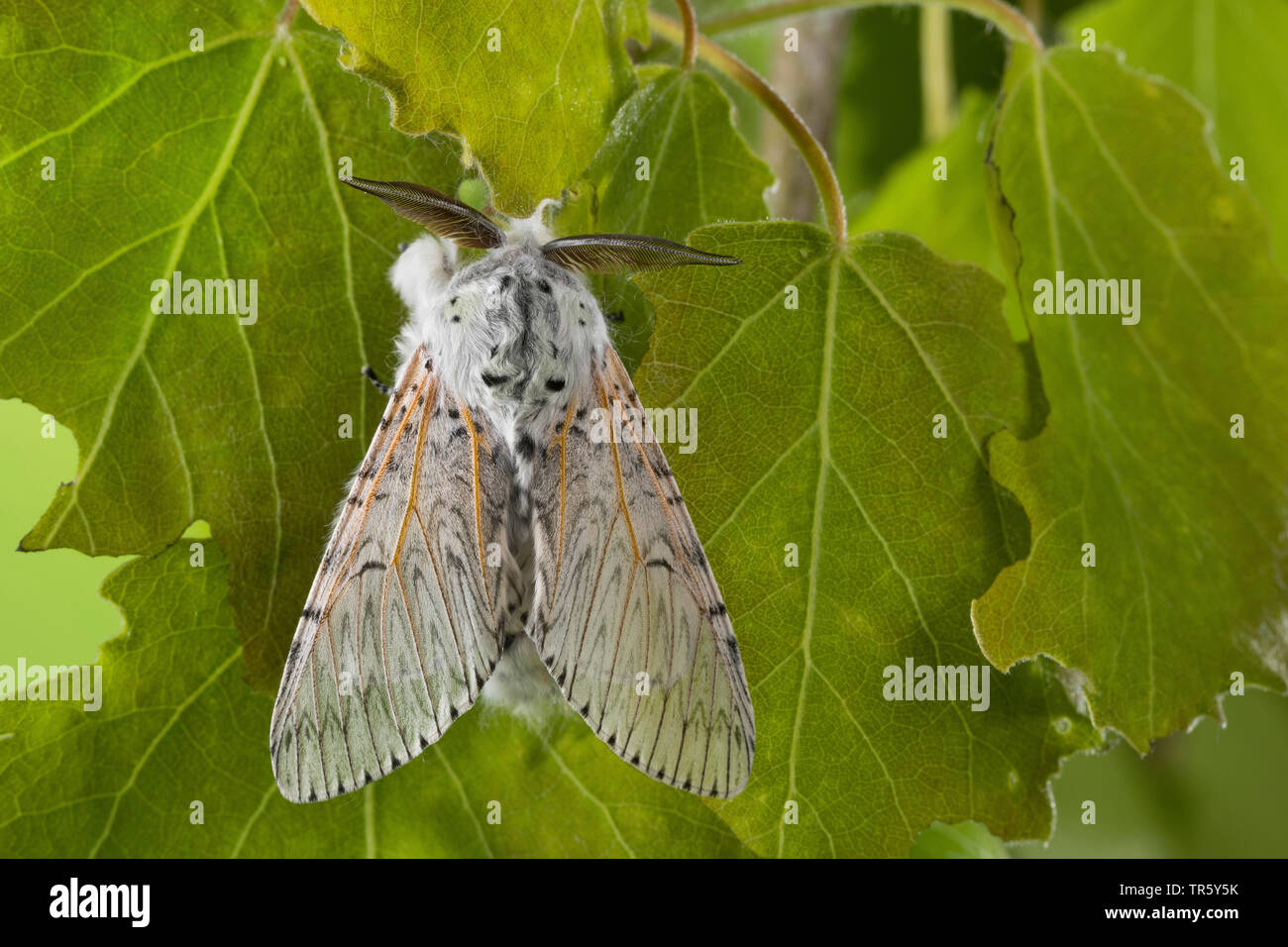 Puss Moth (Cerura vinula, Dicranura vinula), imago bei Pappel, Ansicht von oben, Deutschland Stockfoto