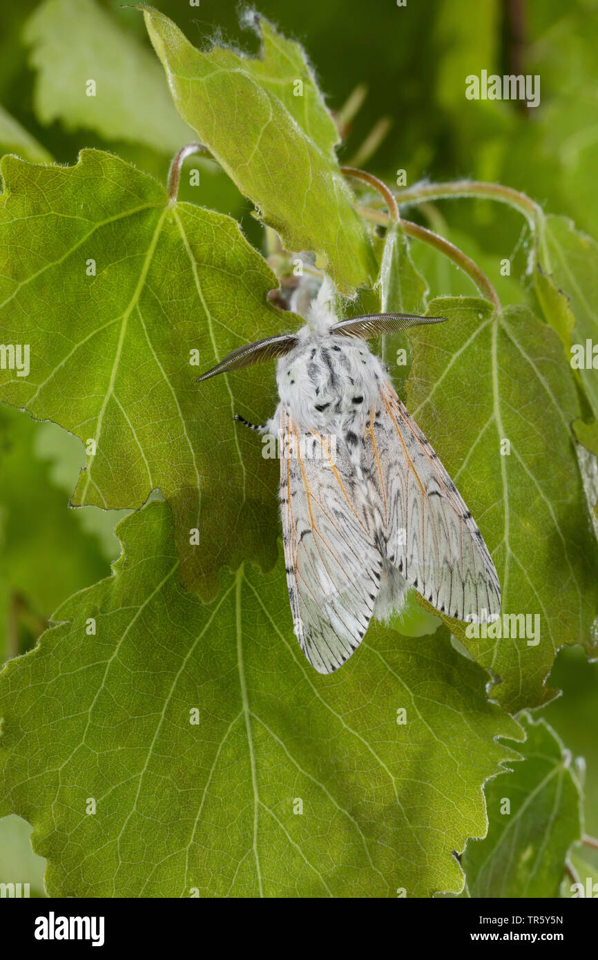 Puss Moth (Cerura vinula, Dicranura vinula), imago bei Pappel, Ansicht von oben, Deutschland Stockfoto
