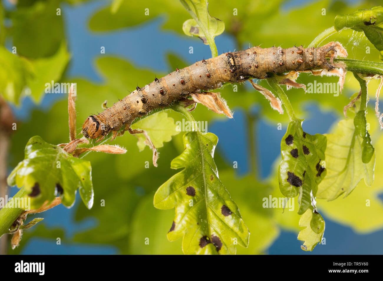 Dark crimson underwing (Catocala sponsa), jungen Caterpillar essen an der Eiche, Ansicht von oben, Deutschland Stockfoto