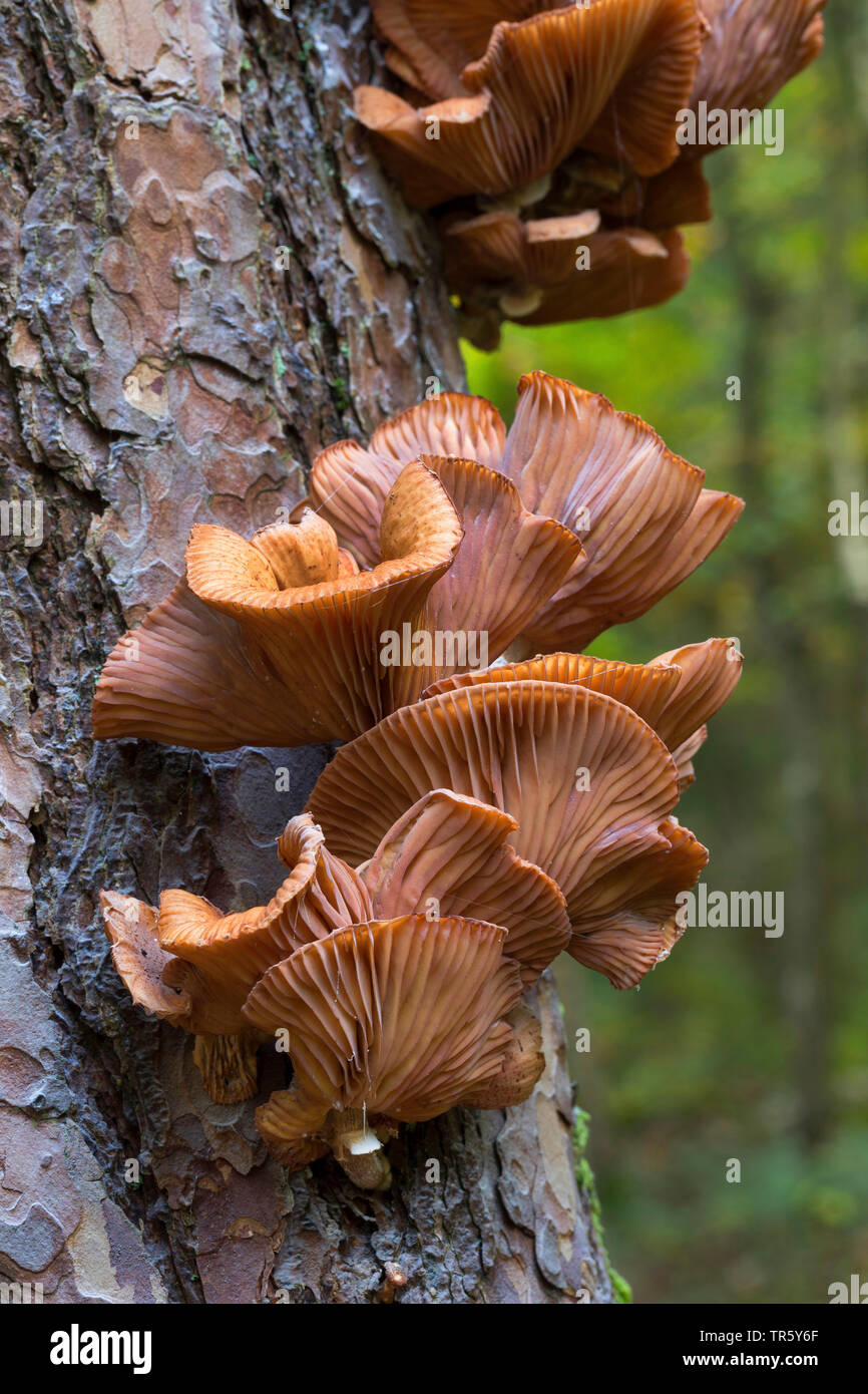 Dunkler Honig, Honig Pilz (pilz Armillaria ostoyae, Armillariella polymyces, Armillaria solidipes), zu einem trunkf einer Kiefer, Deutschland Stockfoto