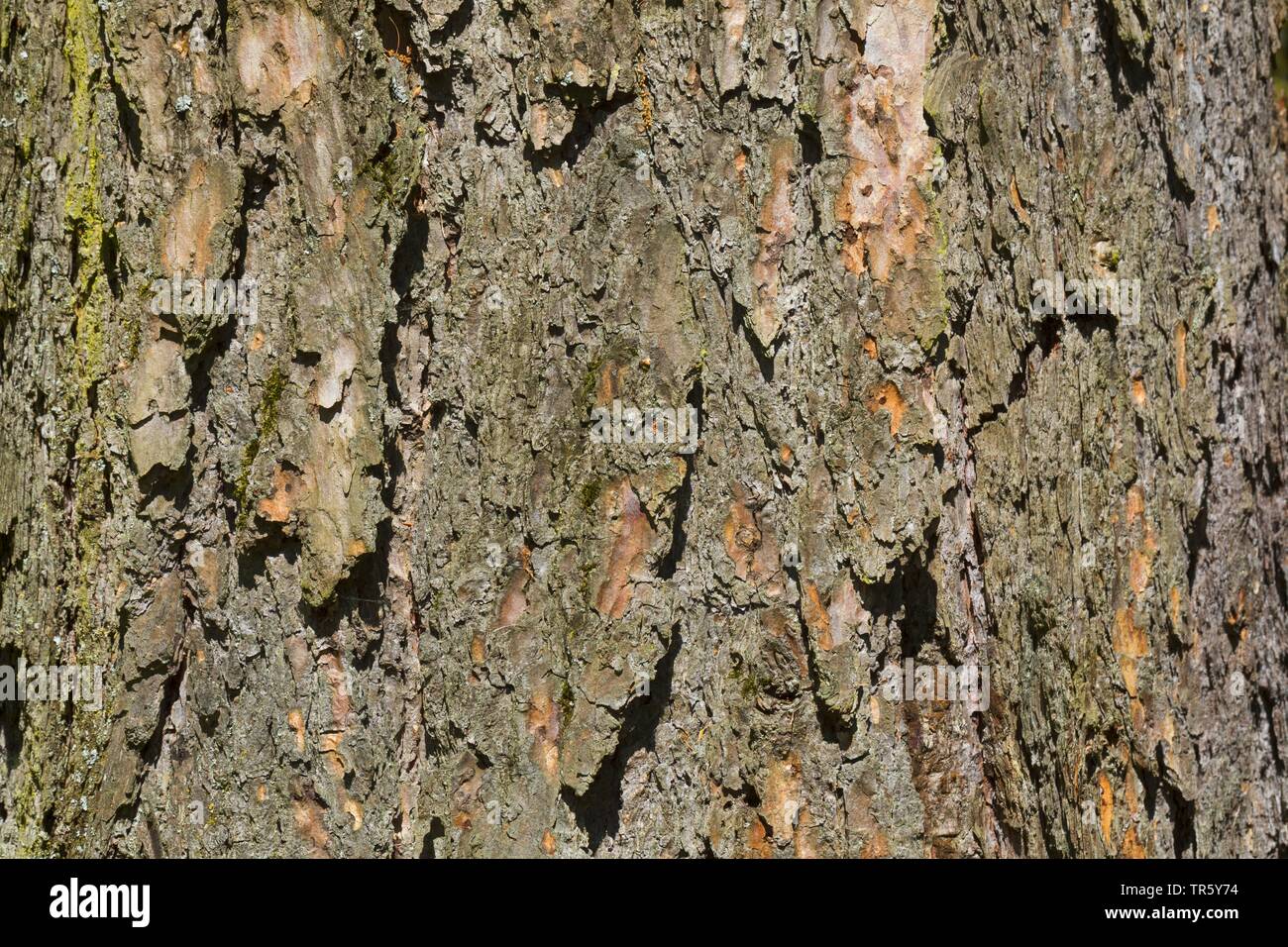 Gemeinsame Lärche, Europäische Lärche (Larix decidua, Larix europaea), Rinde, Deutschland Stockfoto