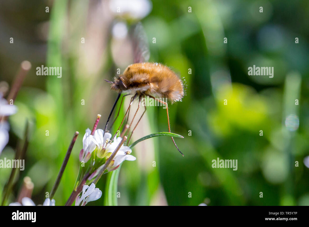 Große Biene-fly (Bombylius major), saugen Nektar von einer Blüte, Seitenansicht, Deutschland, Bayern, Niederbayern, Oberbayern Stockfoto