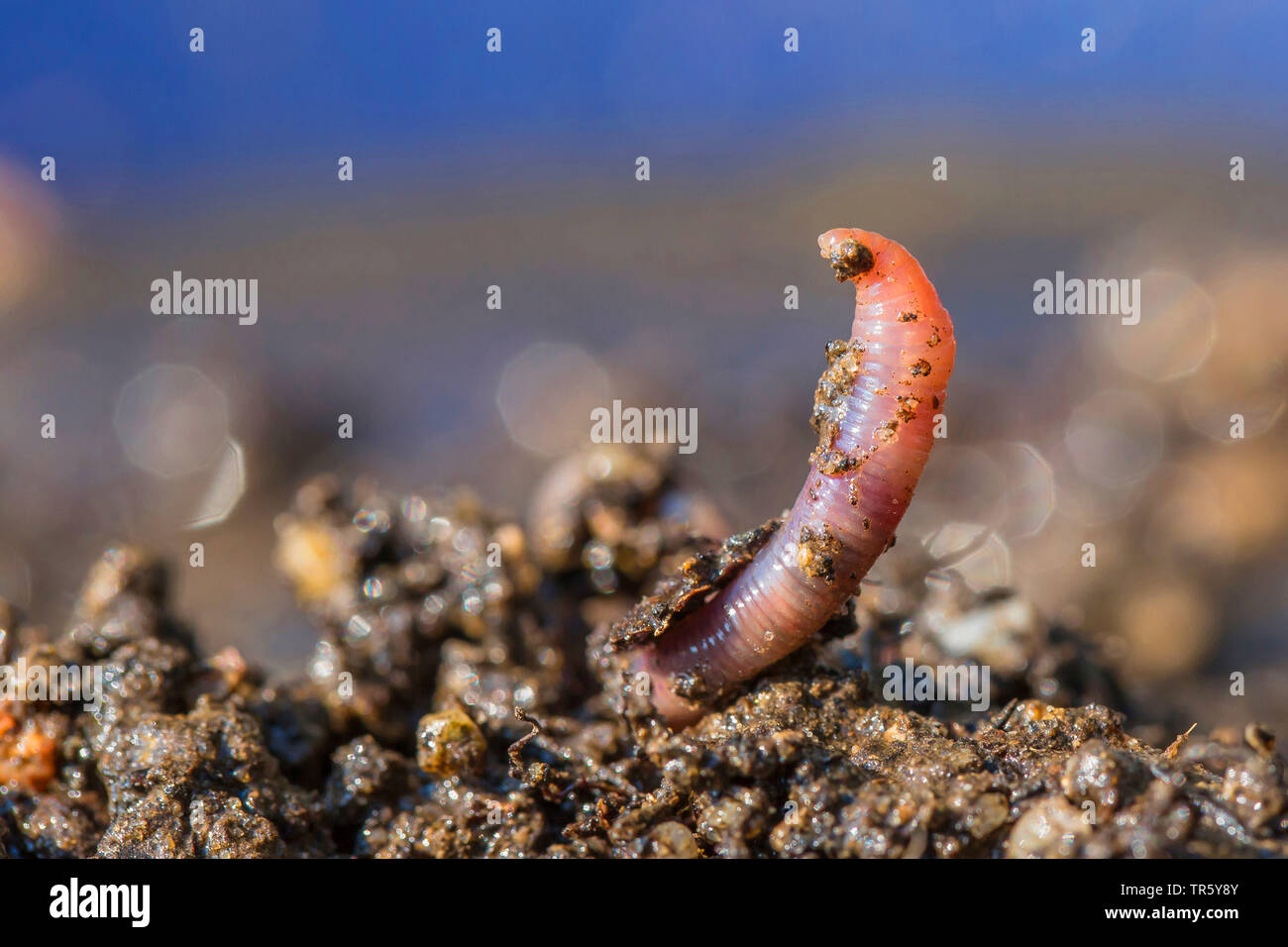 Red Regenwurm, red Worm (Lumbricus rubellus), das Dehnen nassen Boden, Deutschland, Bayern, Niederbayern, Oberbayern Stockfoto