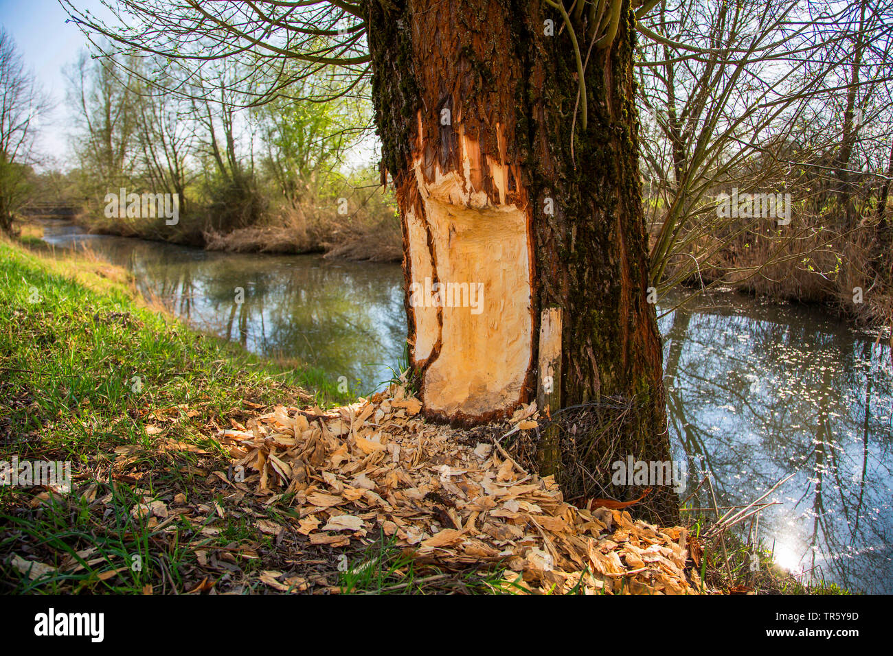 Eurasischen Biber, Europäischer Biber (Castor Fiber), beaver Schäden an einem alten Willow, Deutschland, Bayern, Niederbayern, Oberbayern Stockfoto