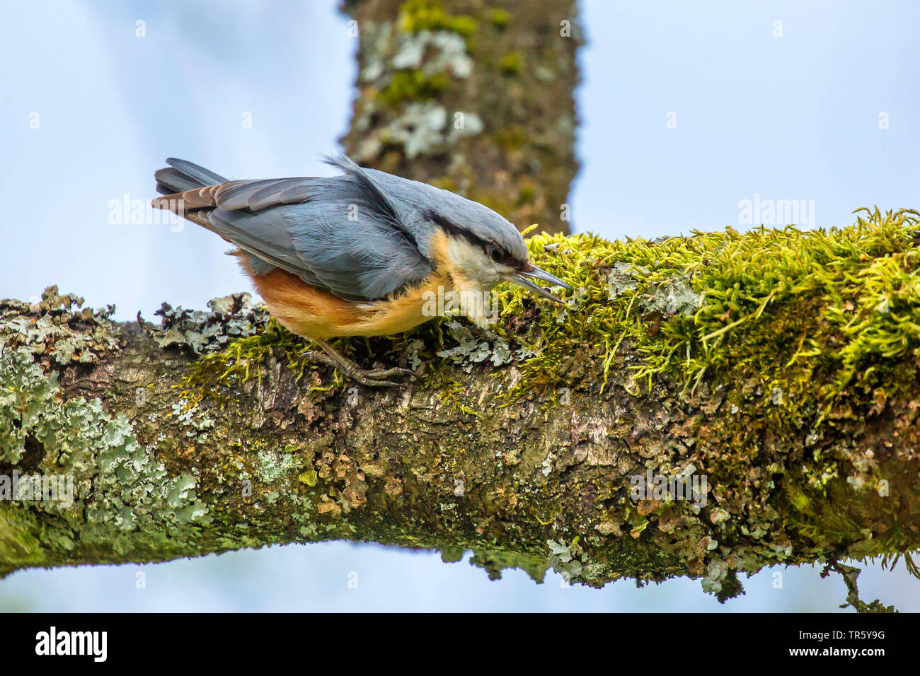 Eurasischen Kleiber (Sitta europaea), Wind bewegen der Federn, sitzen auf einem Bemoosten und lichened Zweig, Deutschland, Bayern, Niederbayern, Oberbayern Stockfoto