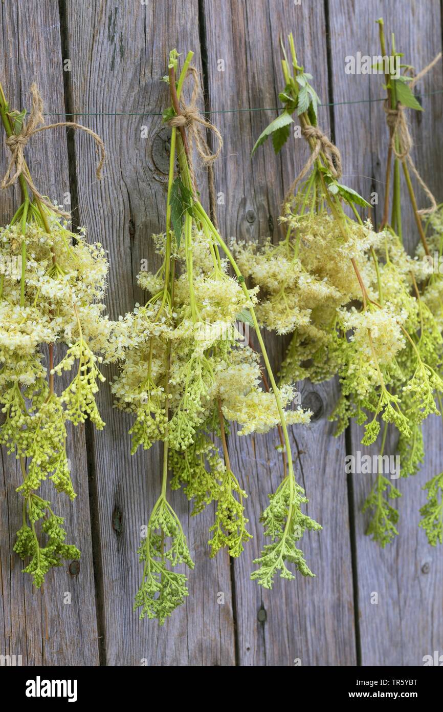 Mädesüß, Königin-von-der-Wiese (Filipendula ulmaria), Blumen werden getrocknet, Deutschland Stockfoto