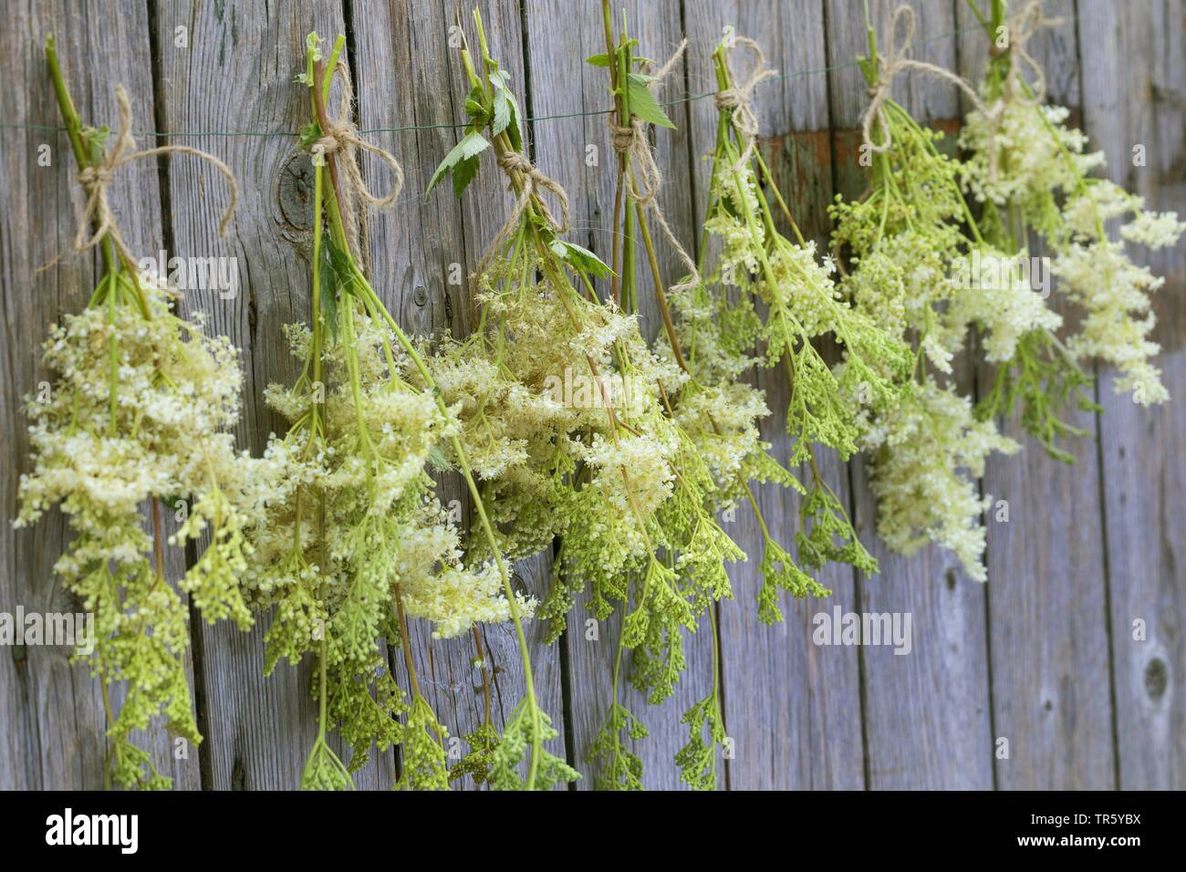 Mädesüß, Königin-von-der-Wiese (Filipendula ulmaria), Blumen werden getrocknet, Deutschland Stockfoto