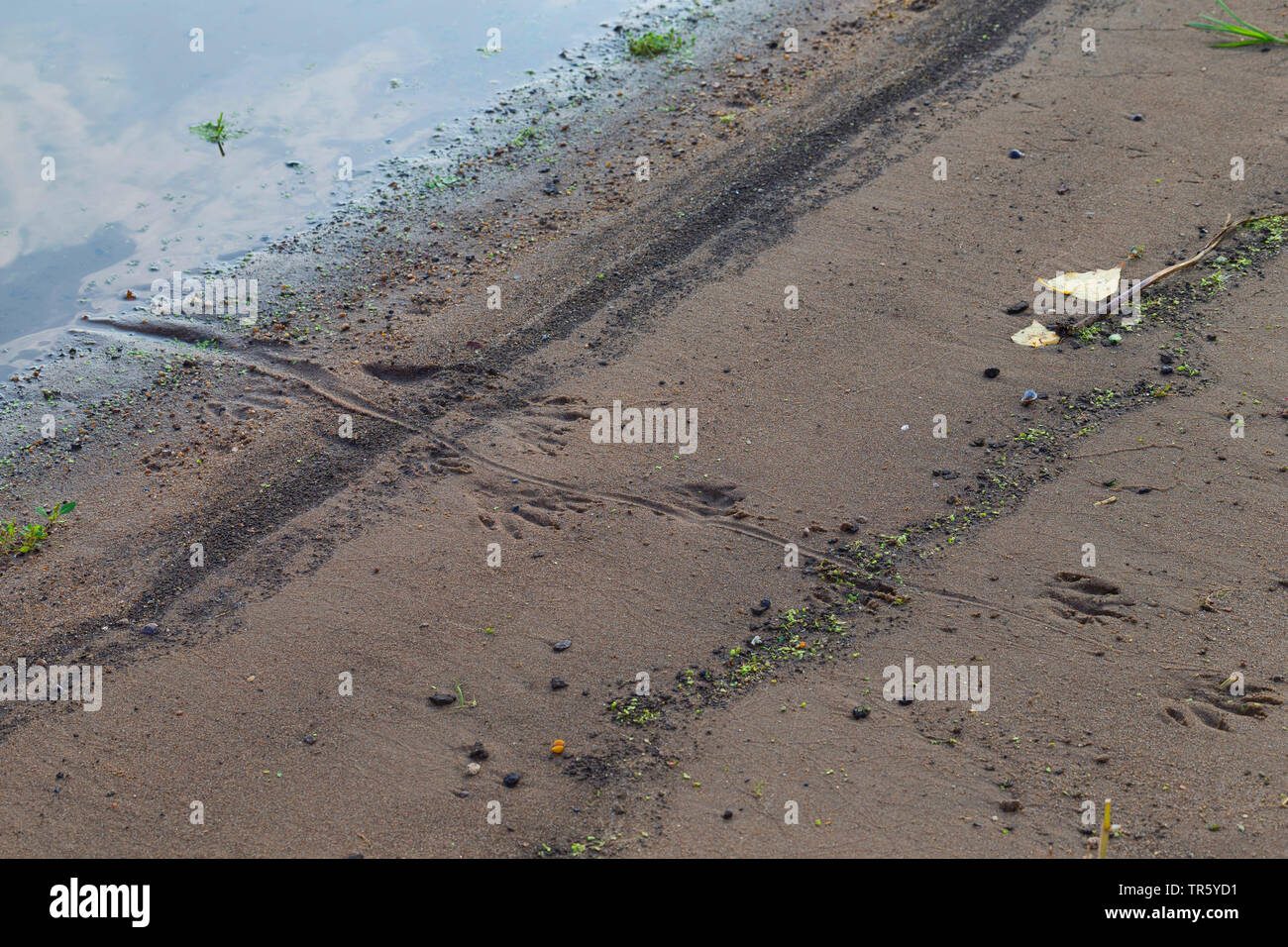 Nutrias, Nutria (Myocastor nutria), Spuren im feuchten Sand, Deutschland Stockfoto