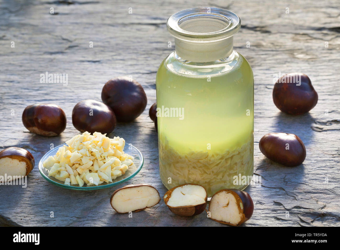 Gemeinsame Rosskastanie (Aesculus hippocastanum), selbstgemacht Rosskastanie Tinktur, Deutschland Stockfoto