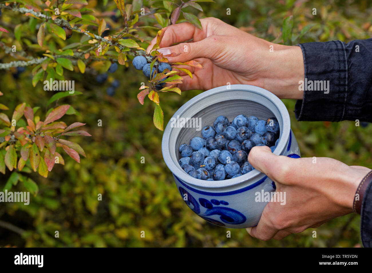 Blackthorn, Schlehe (Prunus spinosa), Beeren gesammelt, Deutschland Stockfoto