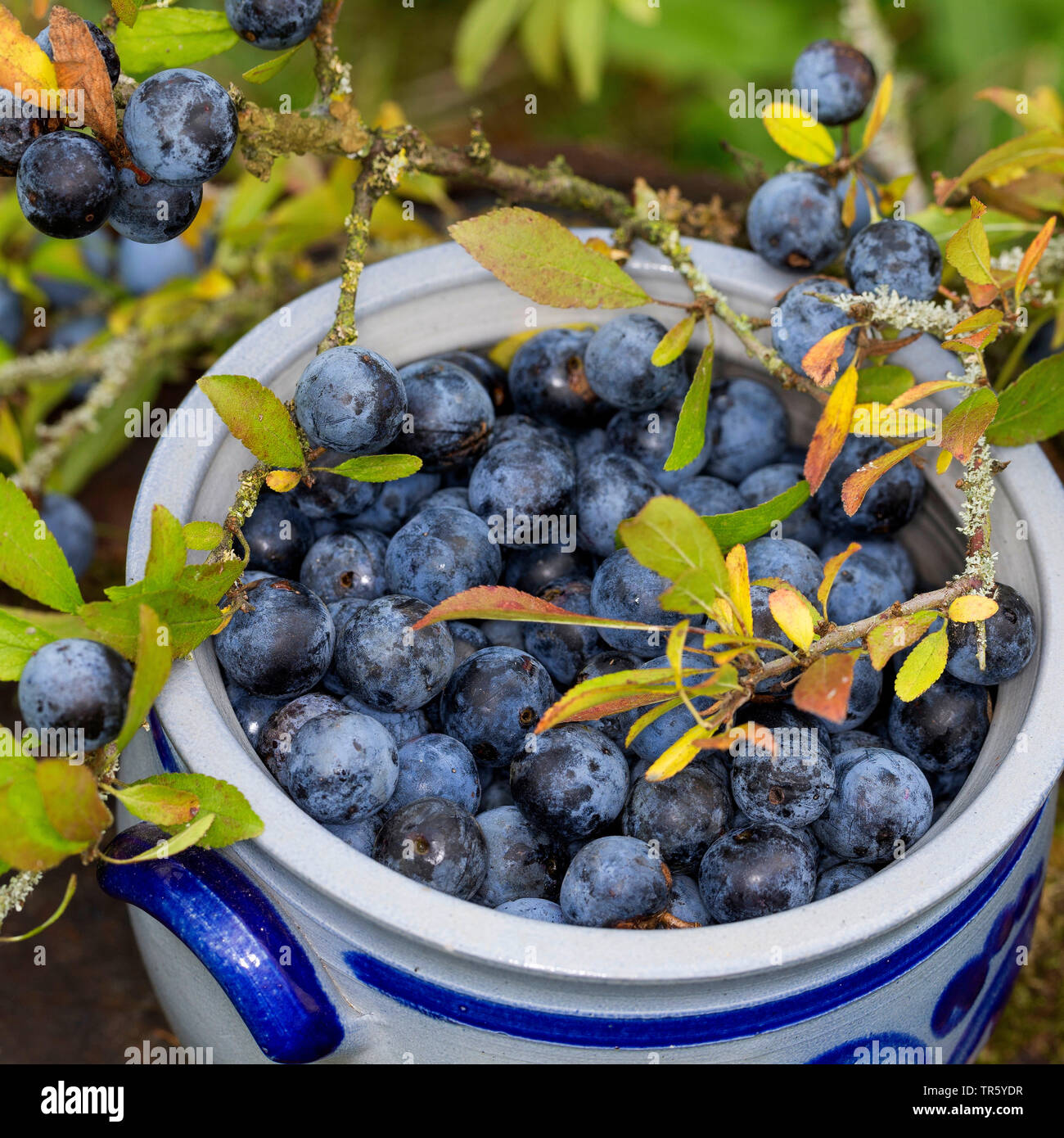 Blackthorn, Schlehe (Prunus spinosa), Beeren gesammelt, Deutschland Stockfoto