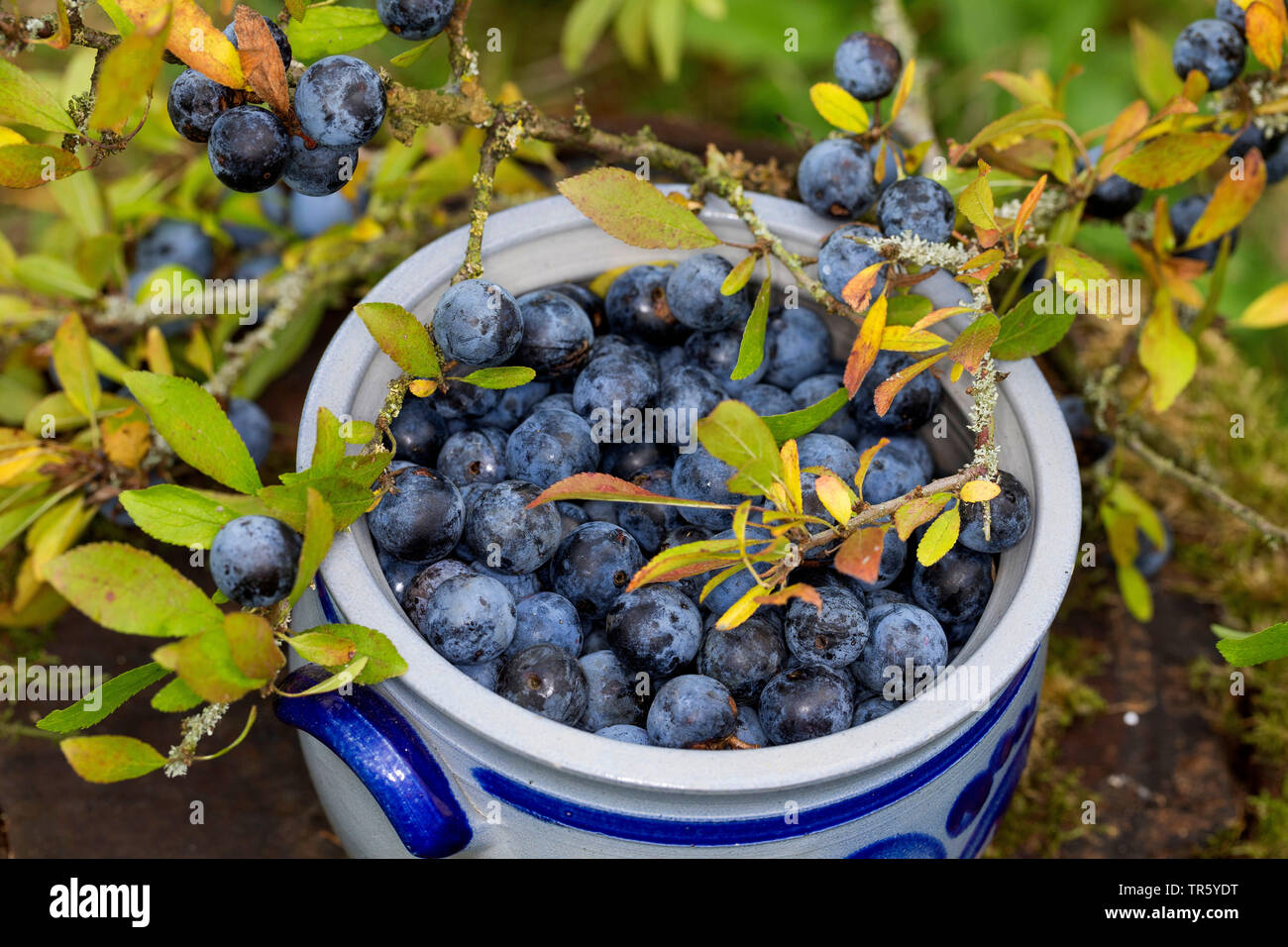 Blackthorn, Schlehe (Prunus spinosa), Beeren gesammelt, Deutschland Stockfoto