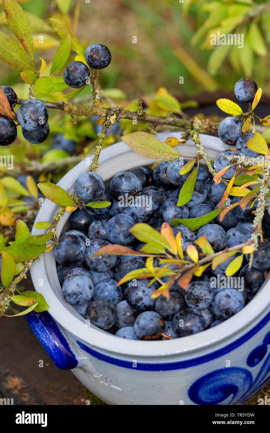 Blackthorn, Schlehe (Prunus spinosa), Beeren gesammelt, Deutschland Stockfoto