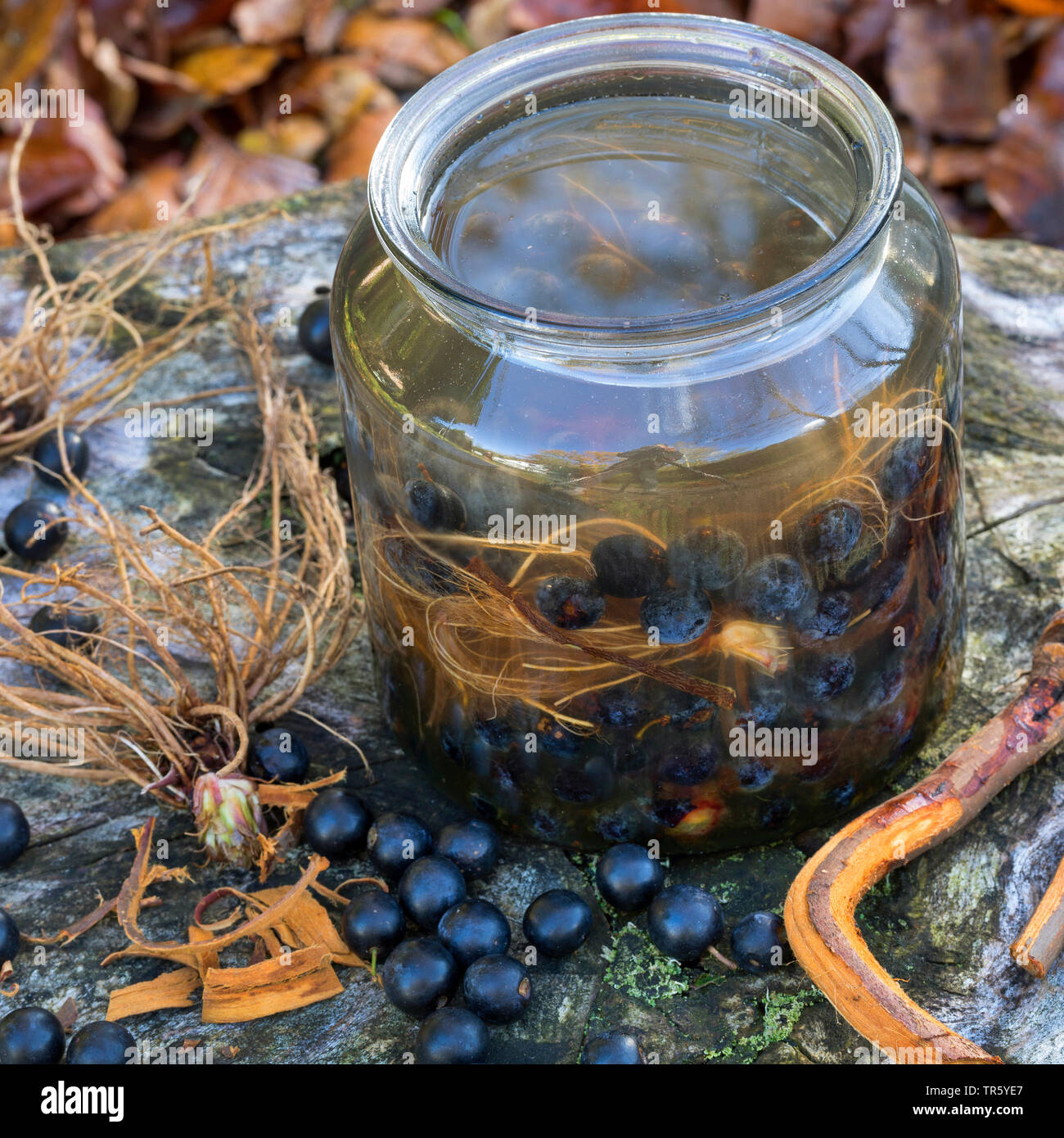 Blackthorn, Schlehe (Prunus spinosa), selbmade Schlehen Likör mit Rinde und den Wurzeln der avens, Deutschland Stockfoto