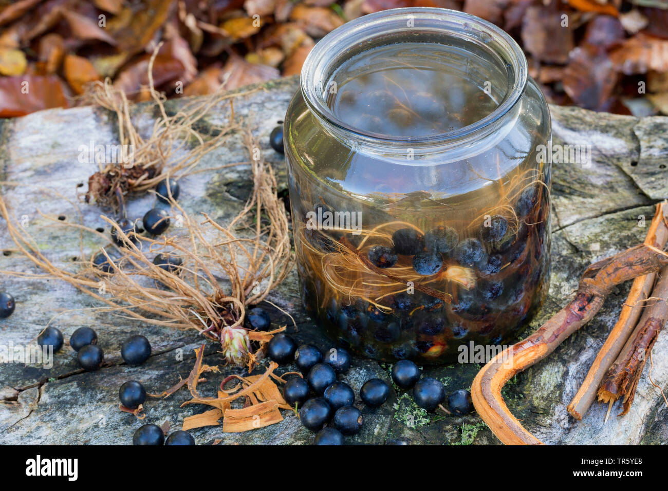 Blackthorn, Schlehe (Prunus spinosa), selbmade Schlehen Likör mit Rinde und den Wurzeln der avens, Deutschland Stockfoto
