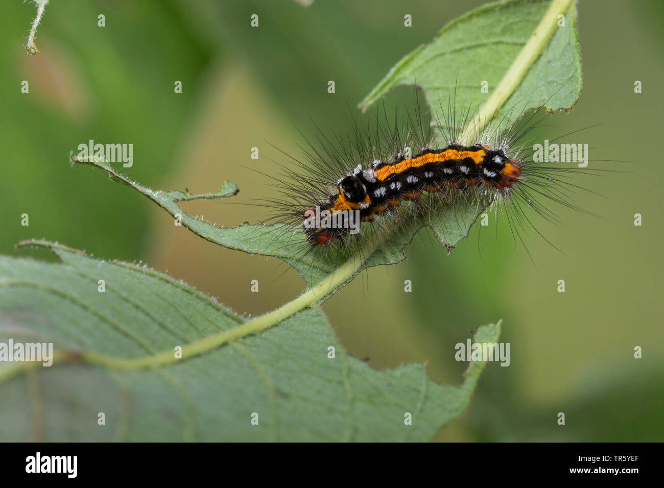 Gelb - Schwanz, Gold-Schwanz (Euproctis Imilis, Porthesia Imilis, Sphrageidus Imilis), Caterpillar Essen bei gelblich, Deutschland Stockfoto