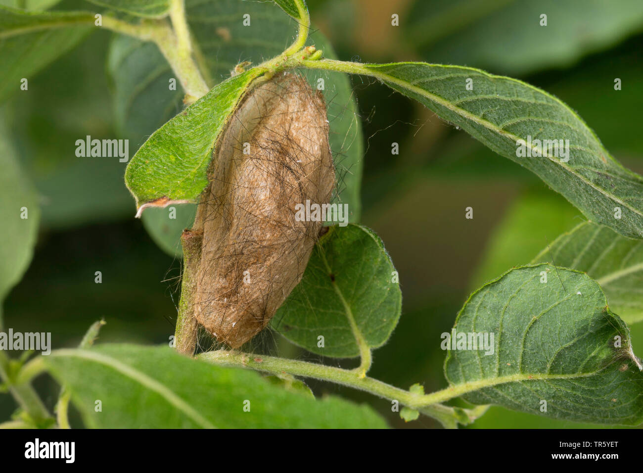 Gelb - Schwanz, Gold-Schwanz (Euproctis Imilis, Porthesia Imilis, Sphrageidus Imilis), Puppe cocoon auf ein Blatt, Deutschland Stockfoto