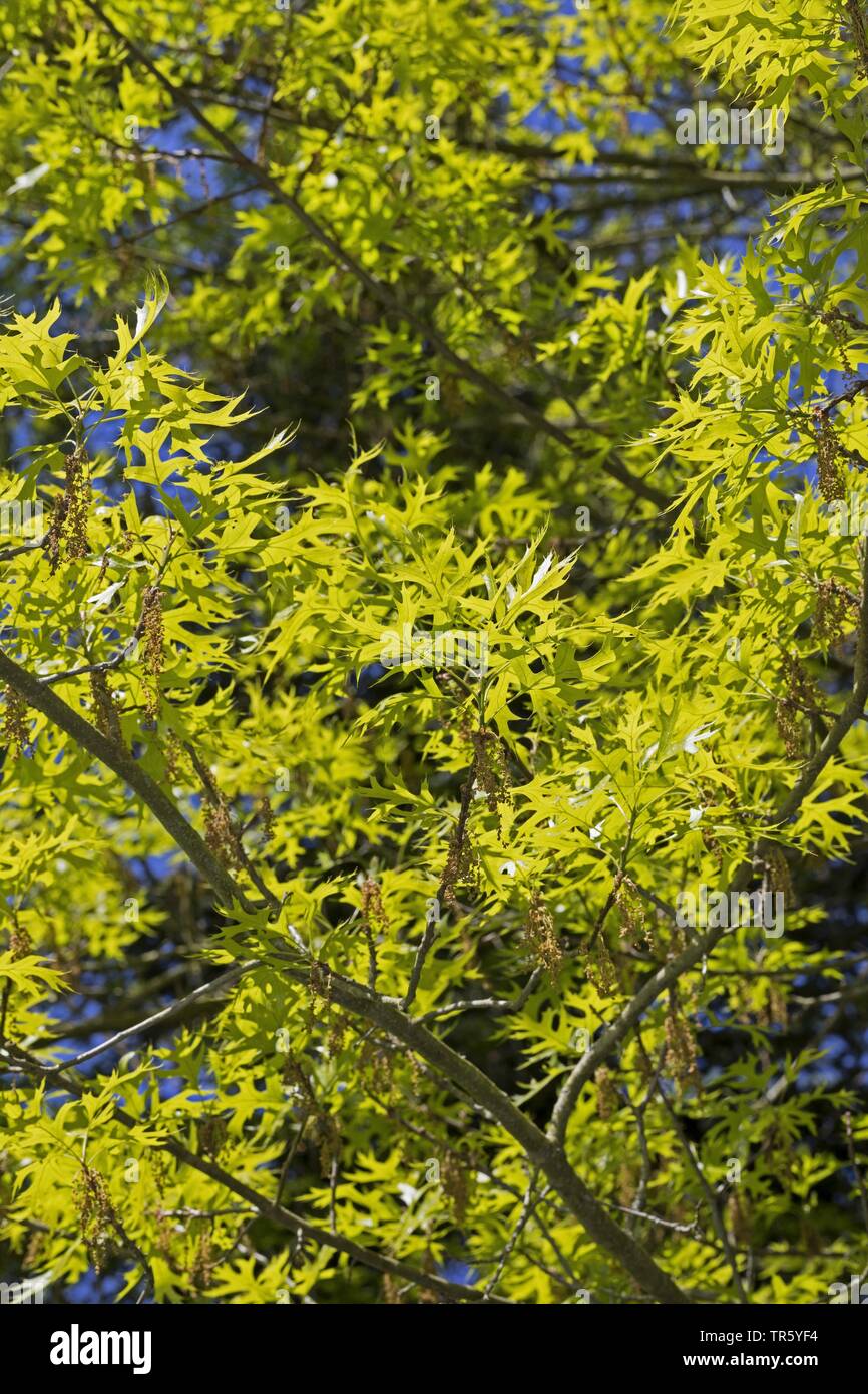 Pin Oak, Sumpf Spanische Eiche (Quercus palustris), blühender Zweig mit frischen Blätter Stockfoto