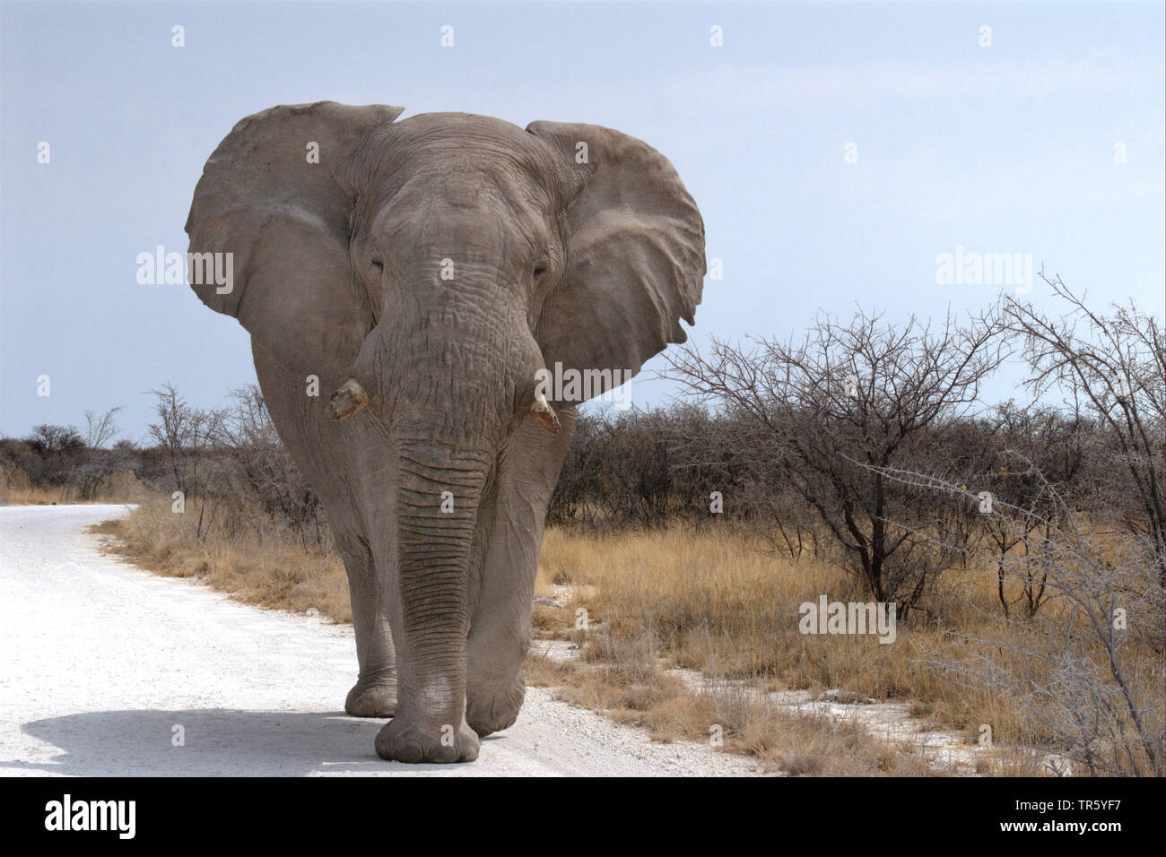 Afrikanischer Elefant (Loxodonta africana), zu Fuß über die Straße, Vorderansicht, Namibia, Etosha National Park Stockfoto