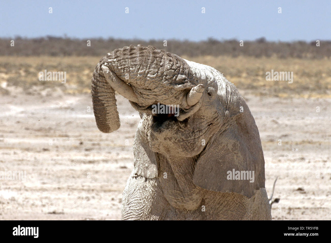 Afrikanischer Elefant (Loxodonta africana), nach dem Schlammbad, Namibia, Etosha National Park Stockfoto