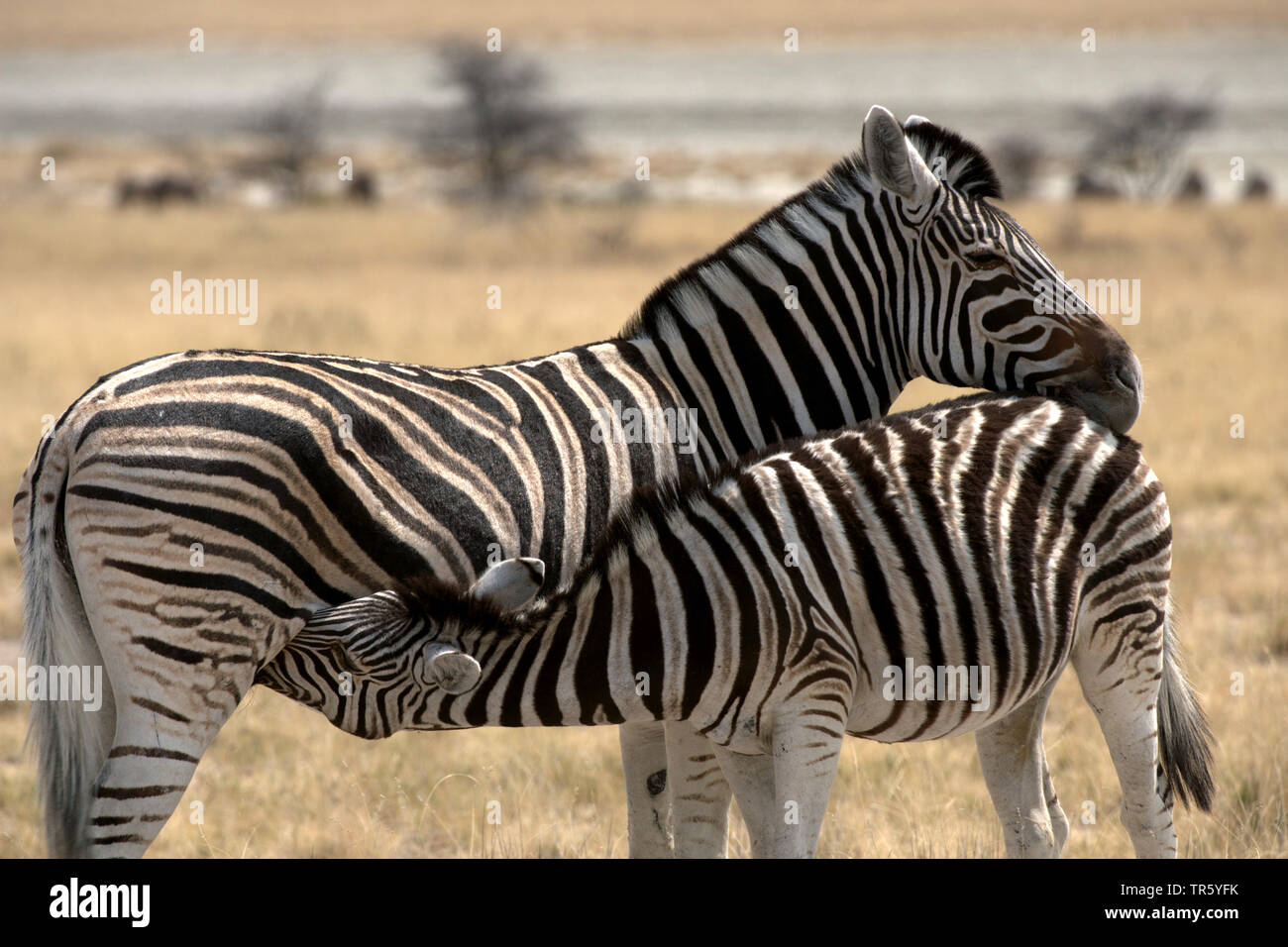 Gemeinsame Zebras (Equus quagga), Mutter pflege Ihr hoal in Steppen, Namibia, Etosha National Park Stockfoto
