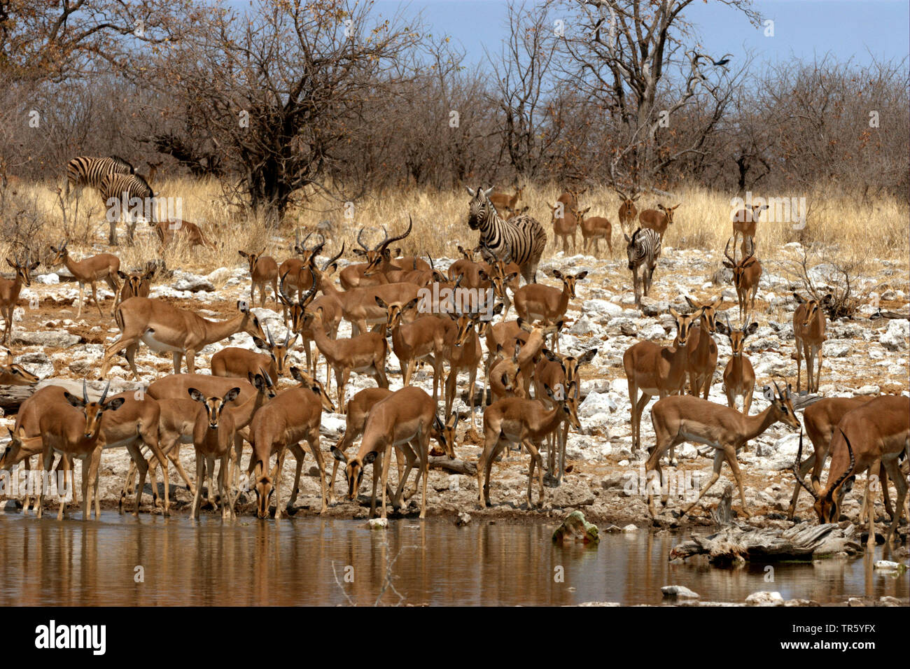 Antilopen und Zebras am Wasserloch, Namibia, Etosha National Park Stockfoto