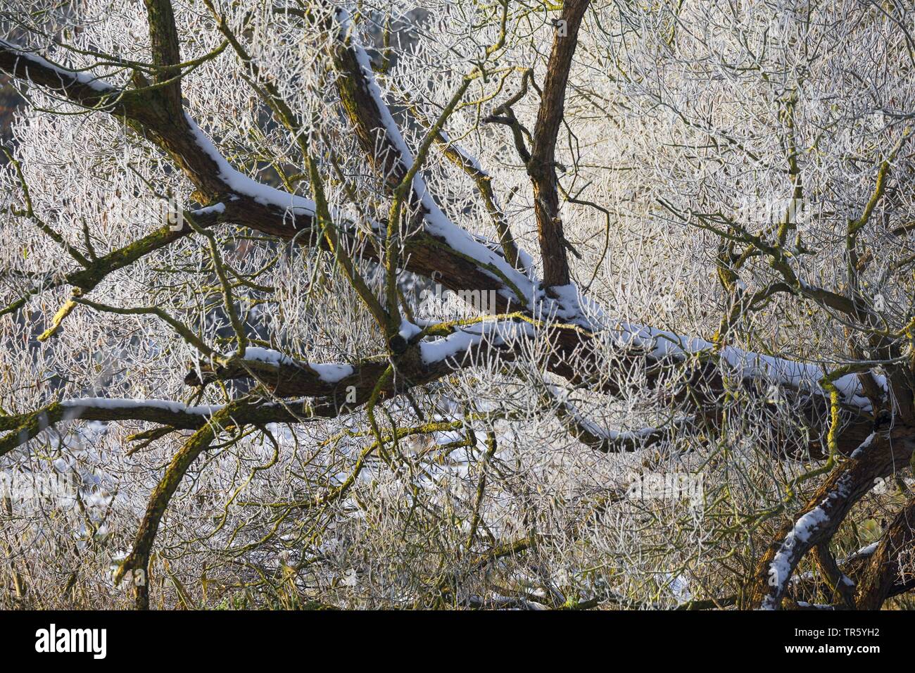 Snowy floodplanin Wald, Deutschland, Schleswig-Holstein Stockfoto